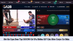 Đá gà cựa dao tại SOC99 có ưu điểm gì? Các kèo cược cơ bản