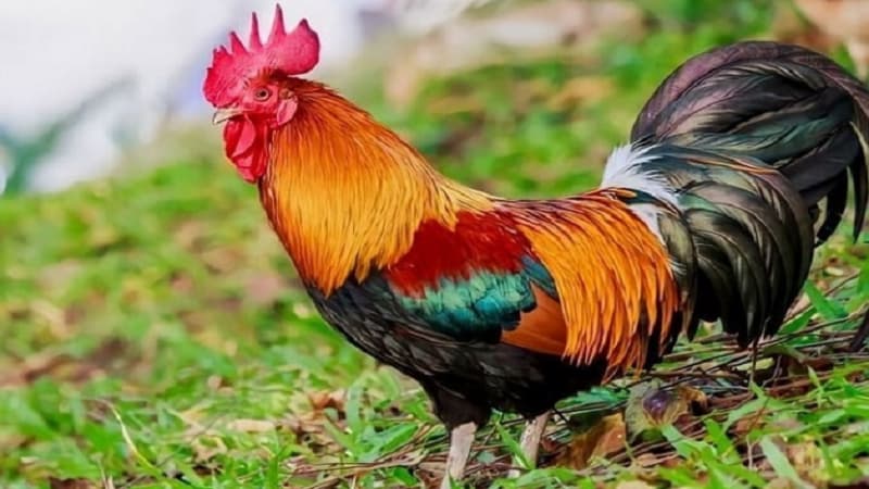 Kinh nghiệm chơi đá gà SOC99