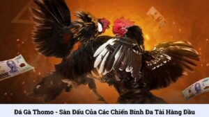 Đá gà Thomo - Sàn đấu của các chiến binh đa tài hàng đầu