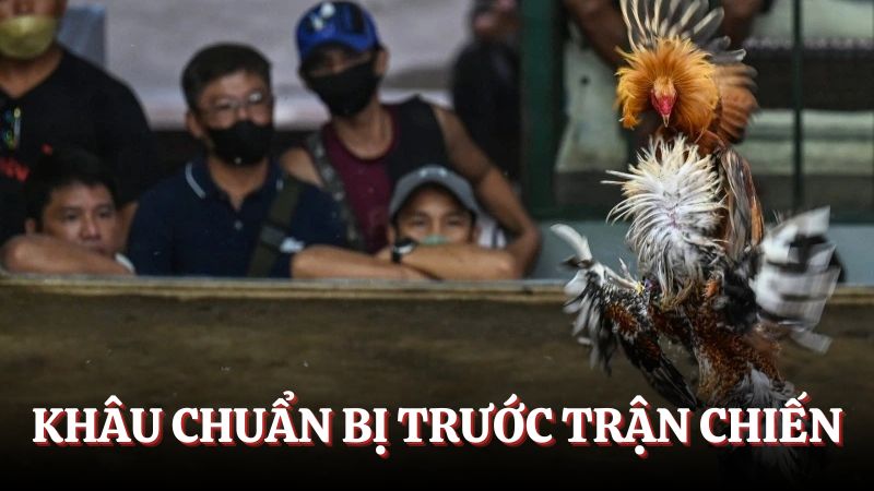 Tìm hiểu luật chơi đá gà Thomo