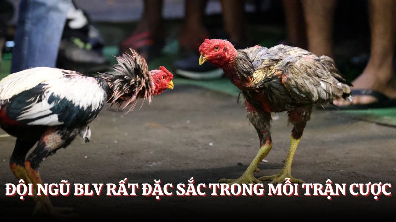 Lý do nên tham gia đá gà Thomo trực tuyến