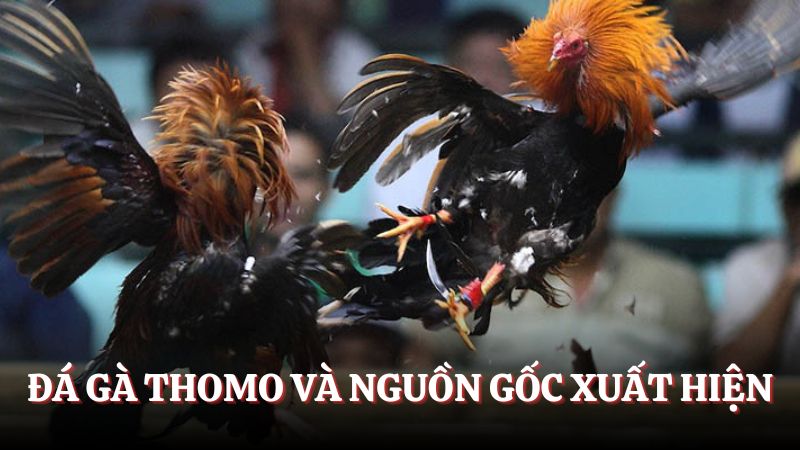 Tìm hiểu lịch sử và nguồn gốc của đá gà Thomo
