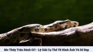 Mơ thấy trăn đánh gì? - Lý giải cụ thể về hình ảnh và số đẹp