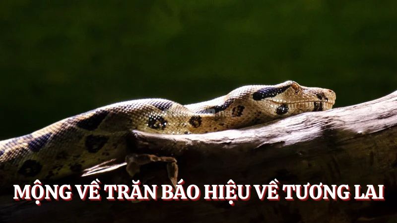 Điềm báo mơ thấy trăn đánh gì trong tương lai