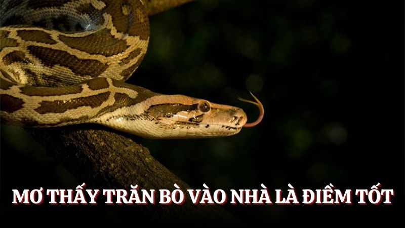 Giải mã mơ thấy trăn đánh gì nếu trăn bò vào nhà