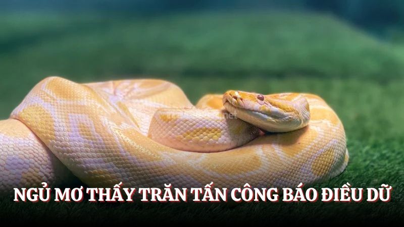Giải mã mơ thấy trăn đánh gì nếu bị trăn tấn công