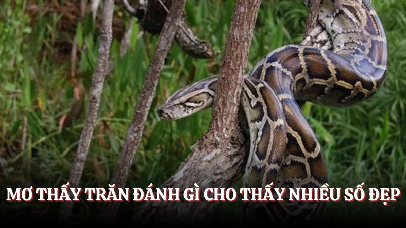 Luận giải mơ thấy trăn đánh gì may mắn