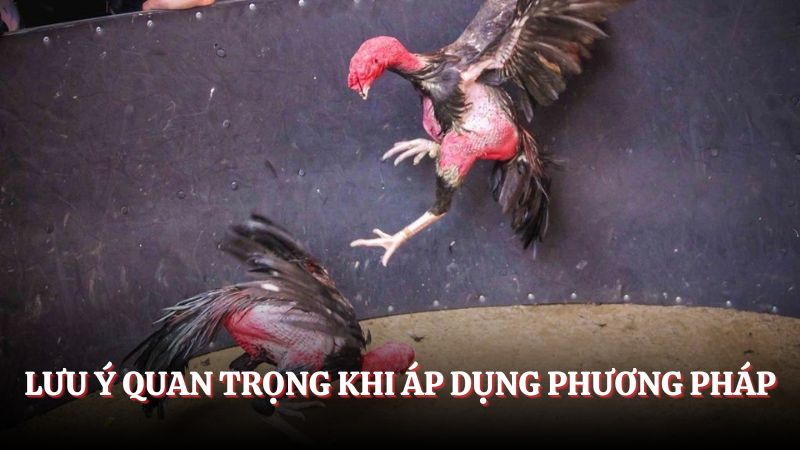 Những lưu ý quan trọng khi xem ngày đá gà