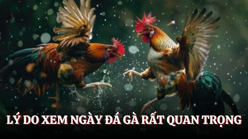 Lý do cần xem ngày đá gà