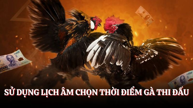 Hướng dẫn xem ngày đá gà theo lịch âm